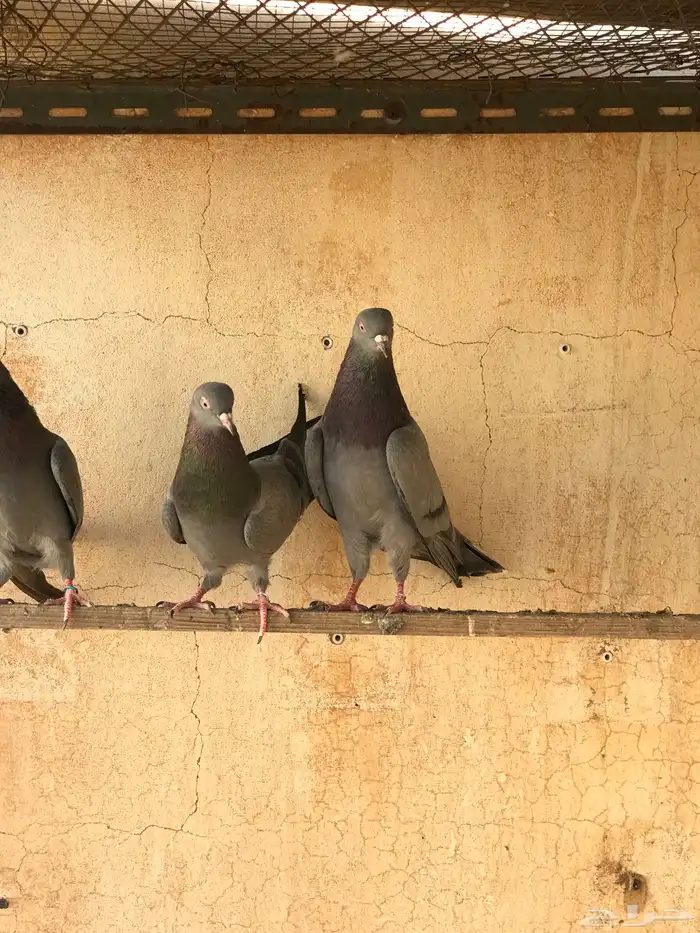 حمام قطيفي   قلابي 20