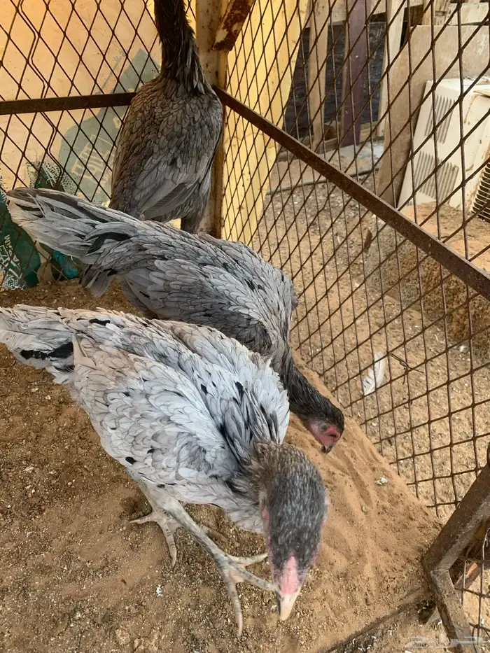 للبيع دجاج باكستاني العدد ثلاث دجاج 3