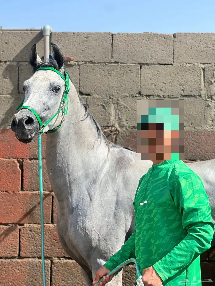 حصان شعبي شيخ 2