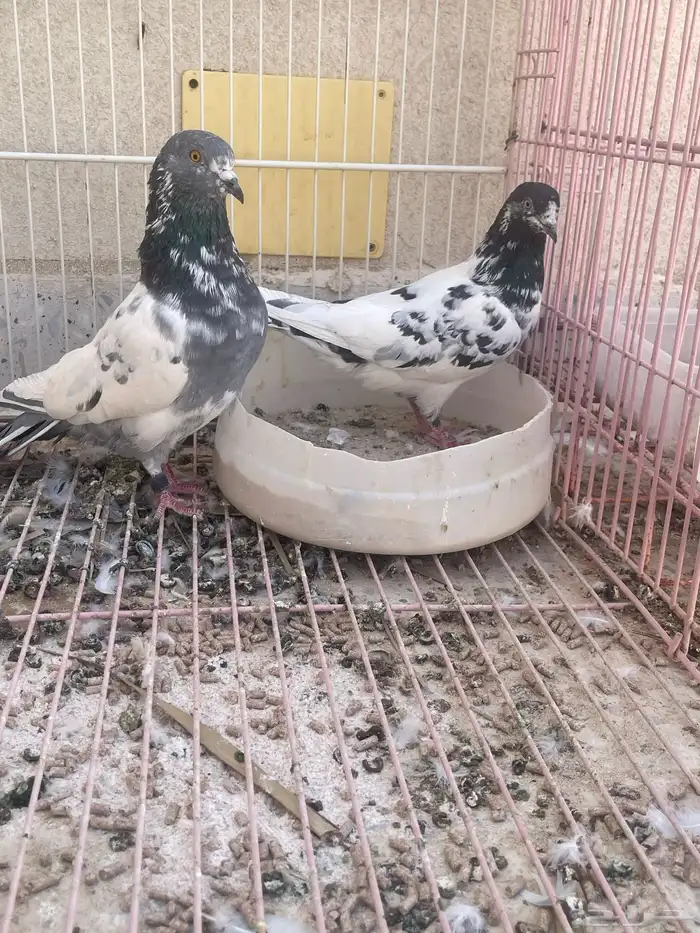 حمام هندي دم صافي قريب النتاج وفرد هندي انثا طبه 1