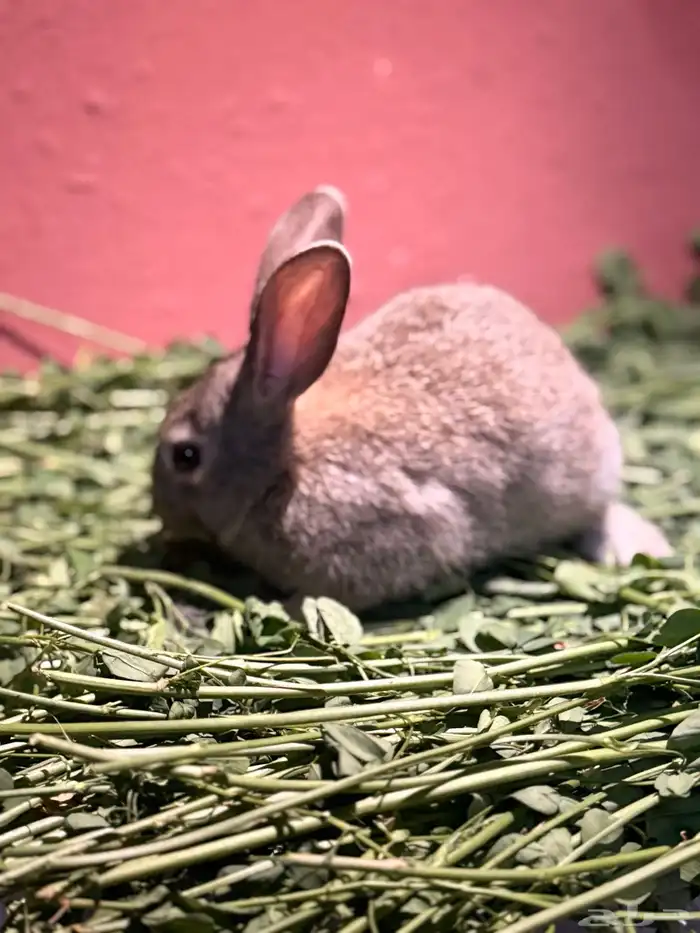 ارانب صغيره لطيفه وجميله 4