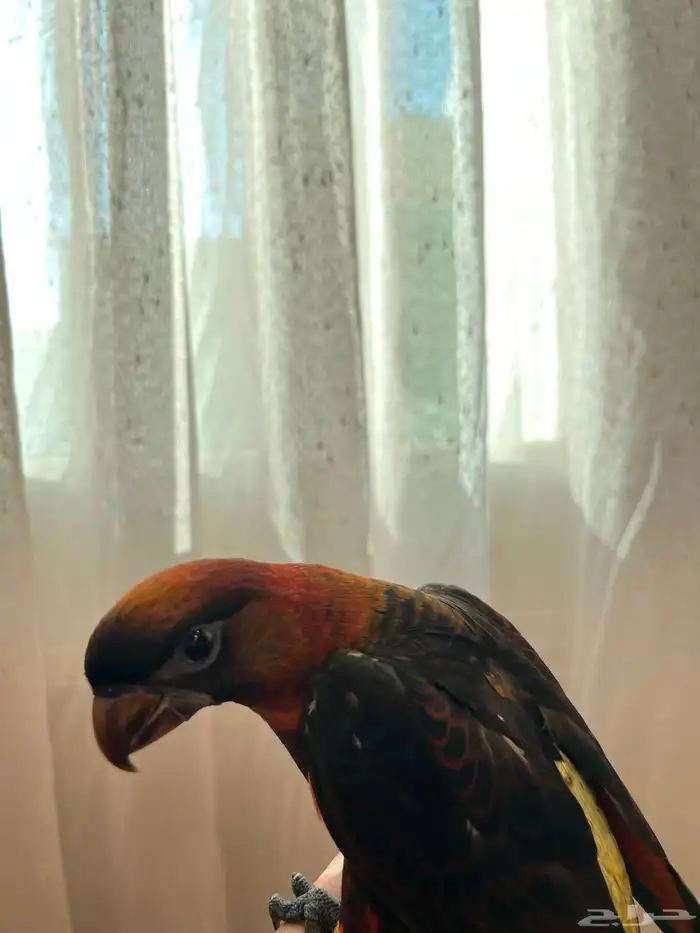 لوري دوسكي الليف حمامه هدد نشبه نهاية غر 7