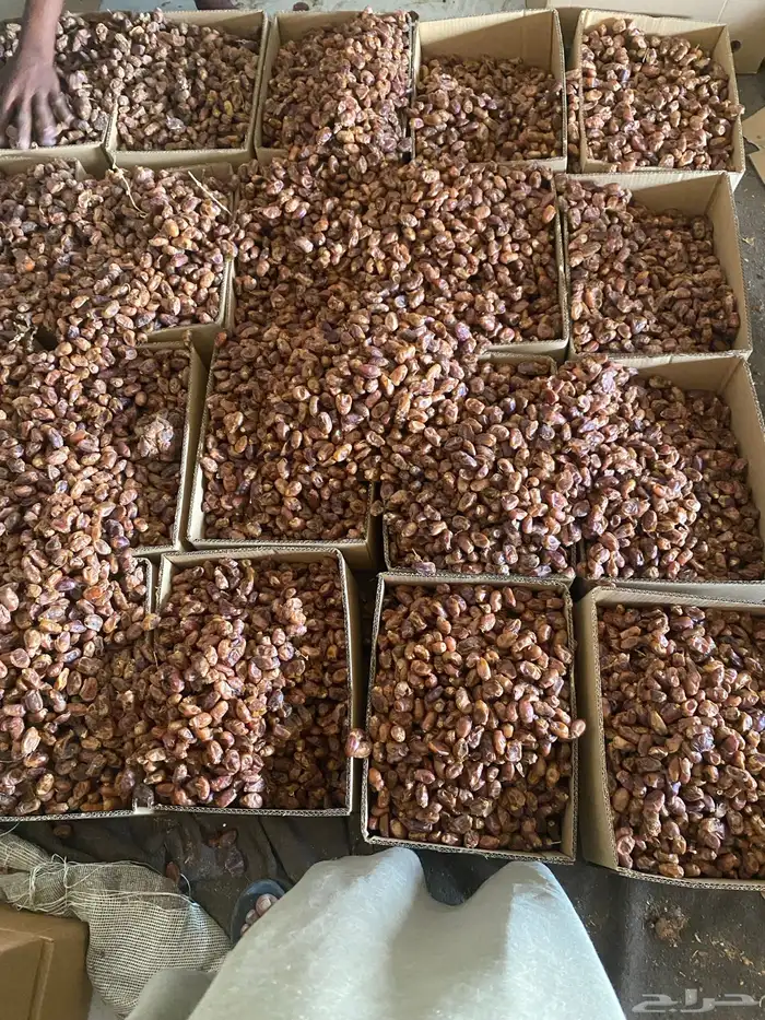 تمر علف صرام من النخل مباشره لحم صافي بدون خشف 0