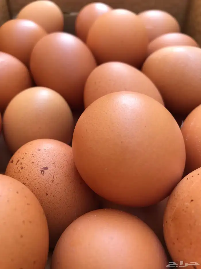 بيض دجاج لوهمان براون ألماني بيور مخصب 0