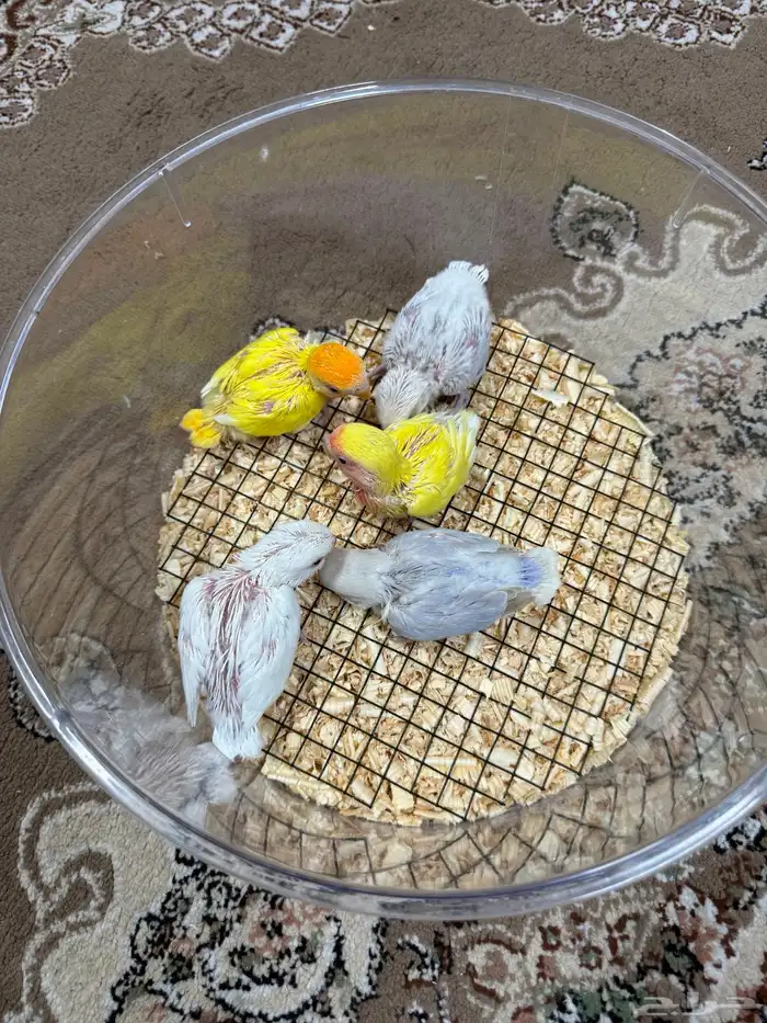 فروخ روز هولنديه للبيع 1