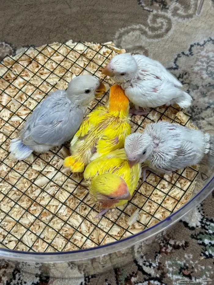 فروخ روز هولنديه للبيع 0