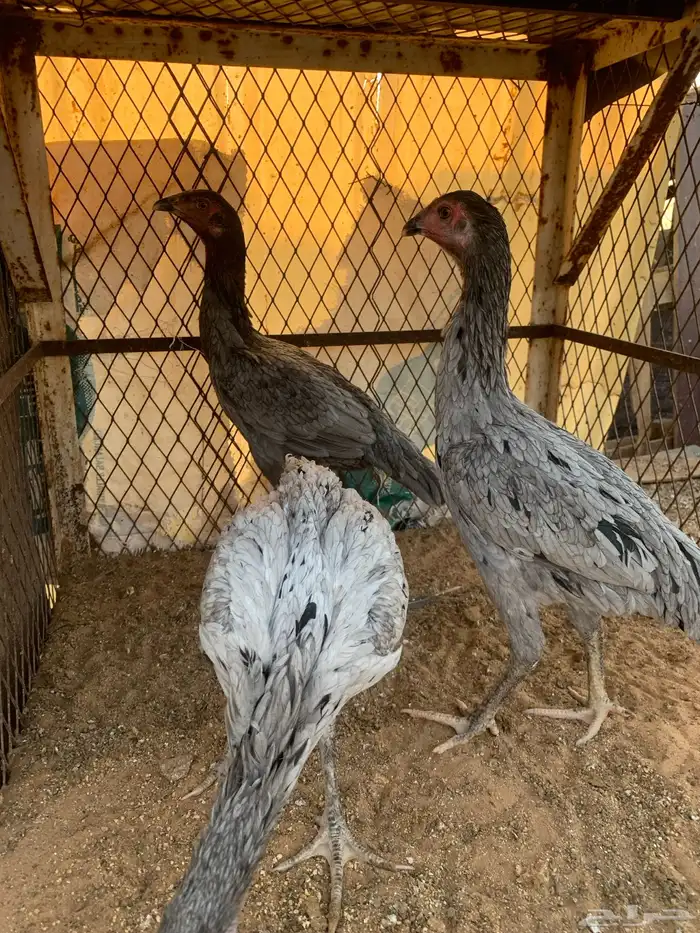 للبيع دجاج باكستاني العدد ثلاث دجاج 1