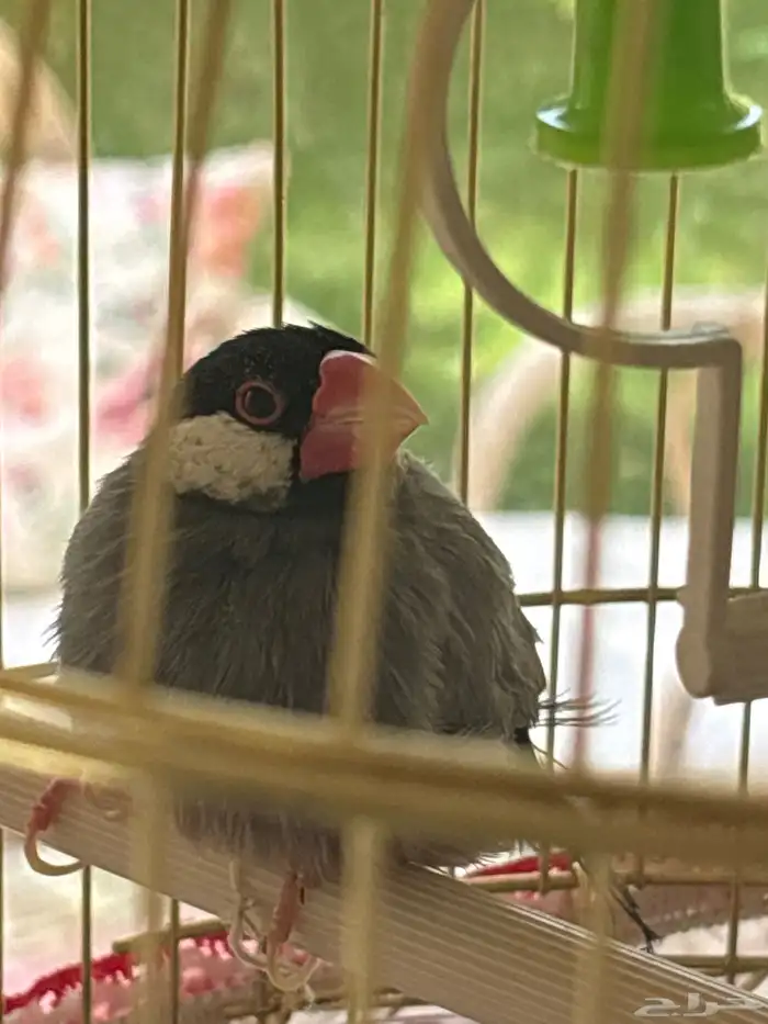 طير جاوا للبيع 1