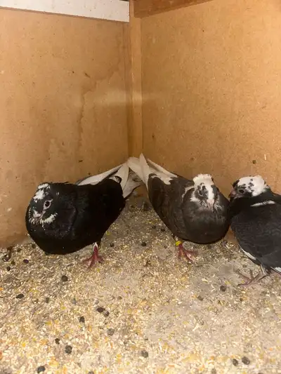 حمام قطيفي وزاجل وقلاب البيع جمله index