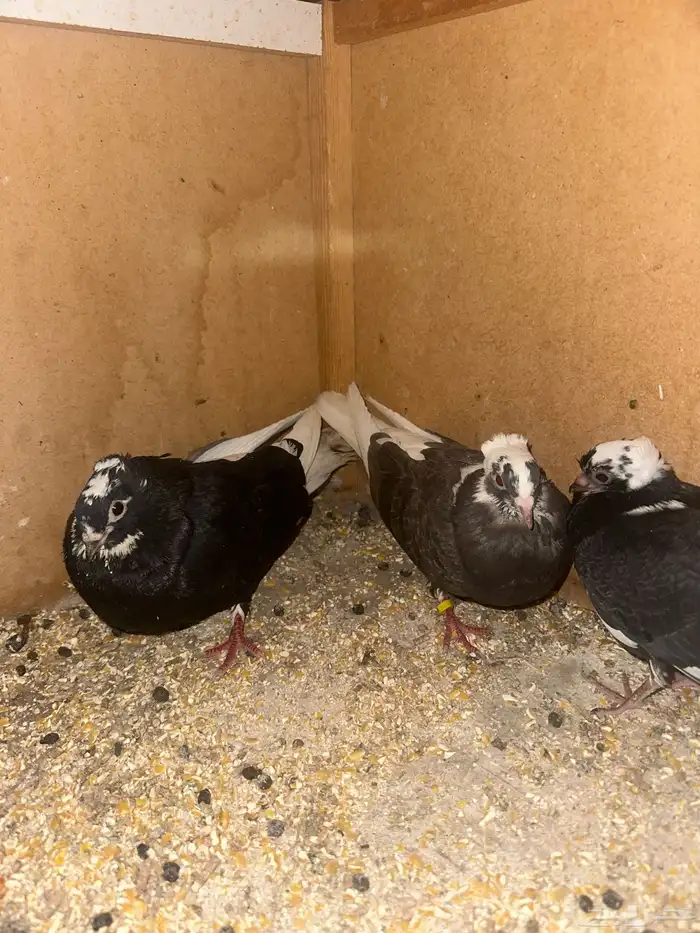 حمام قطيفي وزاجل وقلاب البيع جمله 5