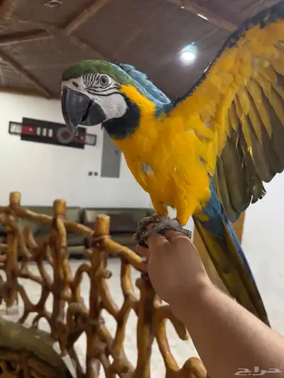 ببغاء مكاو بلو اند قولد طير index