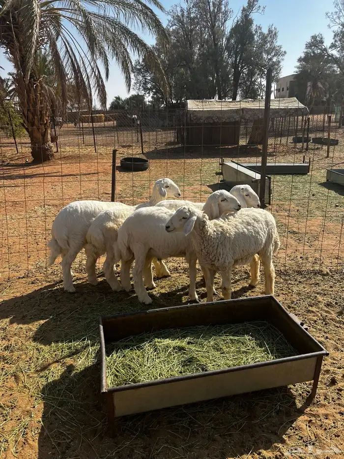 سلام عليكم للبيع خرفان العد خمسة وصل سوم 950 1