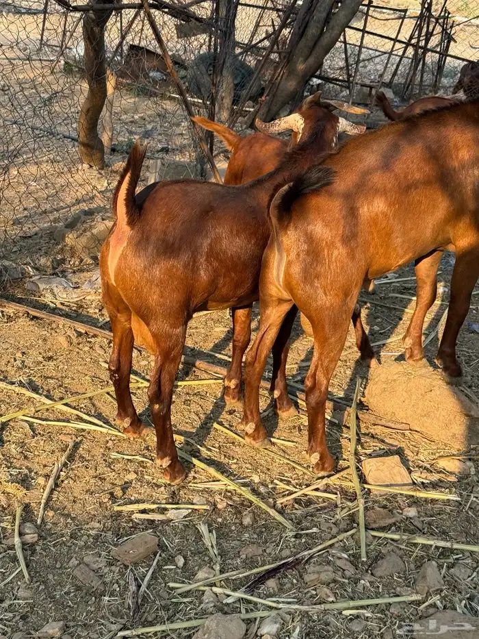 تيوس مناسبات سمان شحم ومضمومه ولله الحمد 4