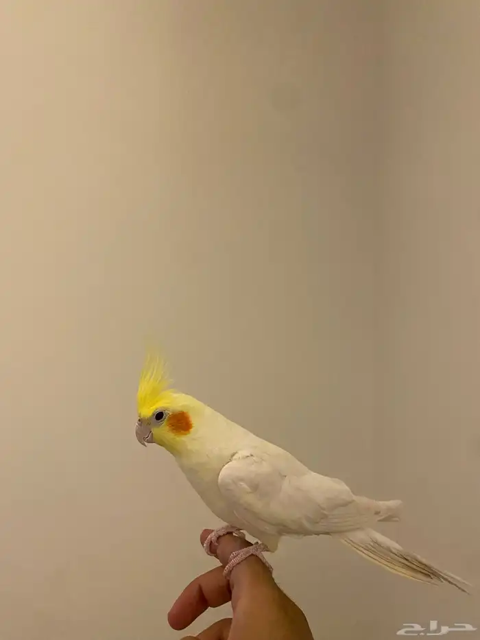 كروان لاتينو 1