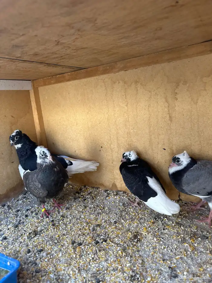 حمام قطيفي معهن زغاليل للبيع 2