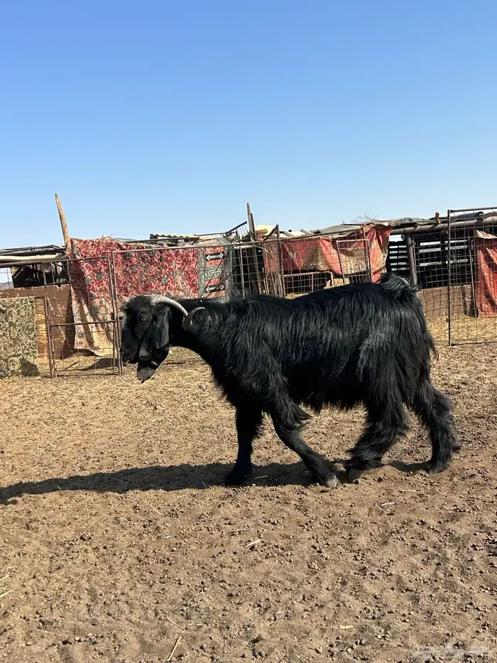 تيس حار جدا  صنف سنه رباع هدي بلحيل وطيب 1