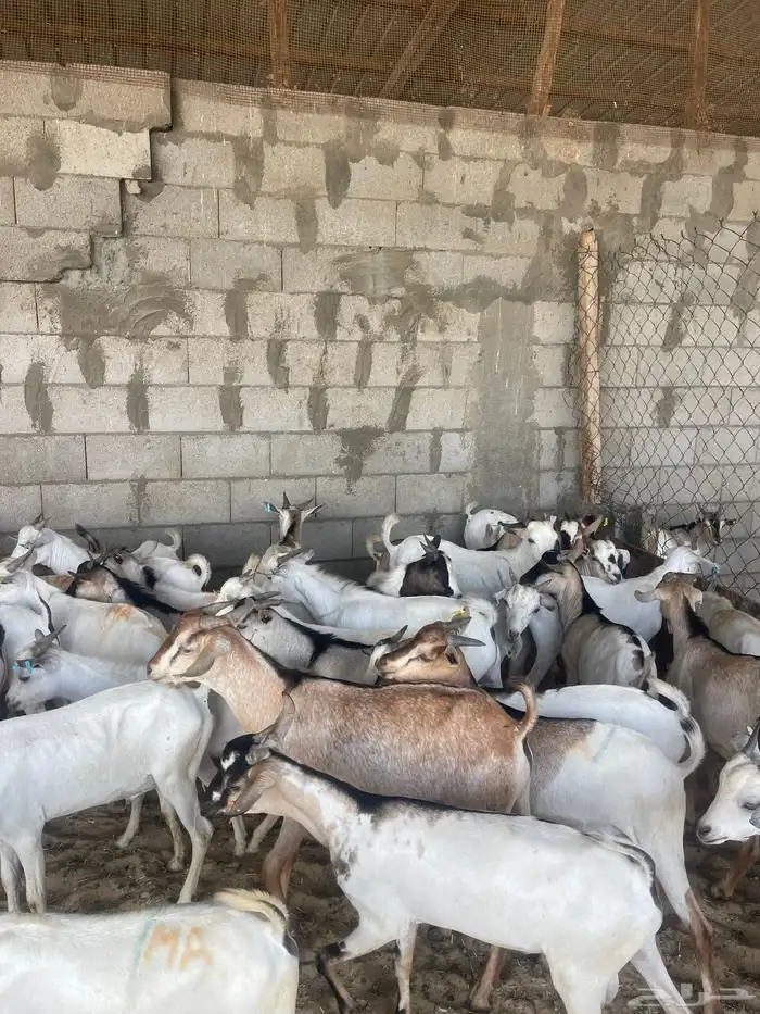 تيوس مرابي ومخاصي 3