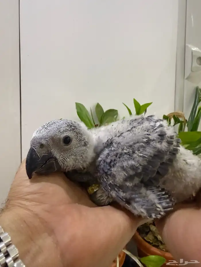 فرخ كاسكو بعمر 40 يوم تقريبا انتاج محلي 1