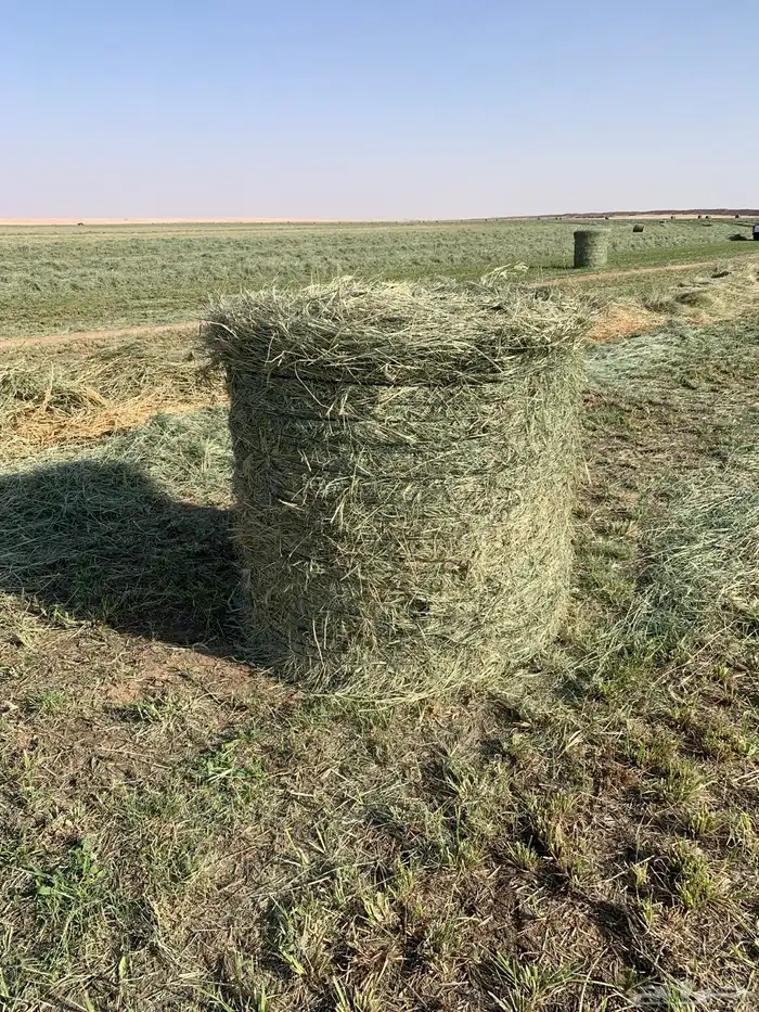 لفات رودس. ((( مبيوعه))) 1