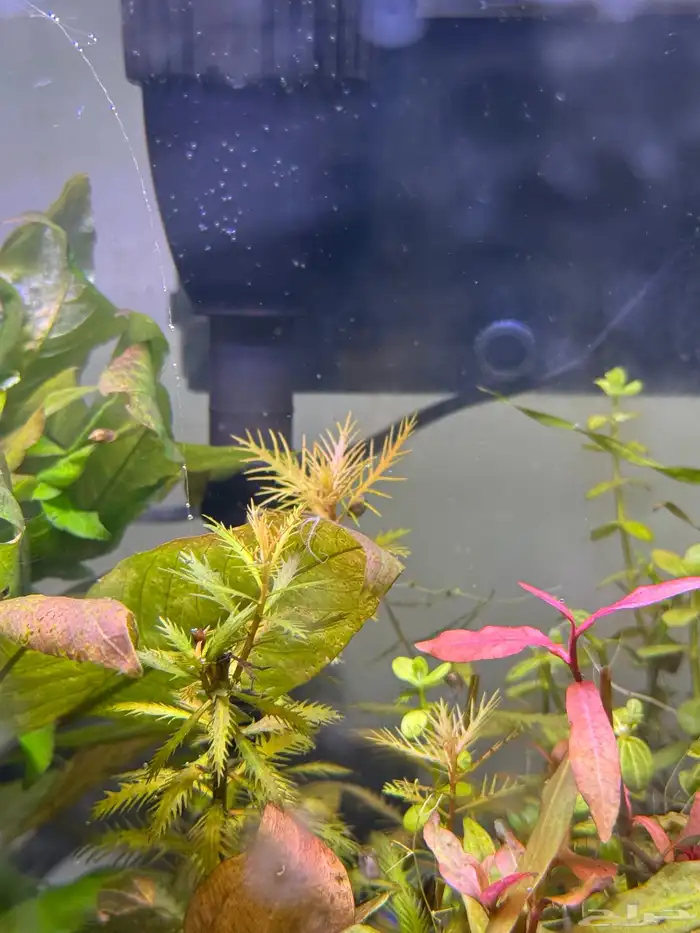 احواض سمك aquarium مزروعة  ونباتات مائية   تصاميم إحترافية 57