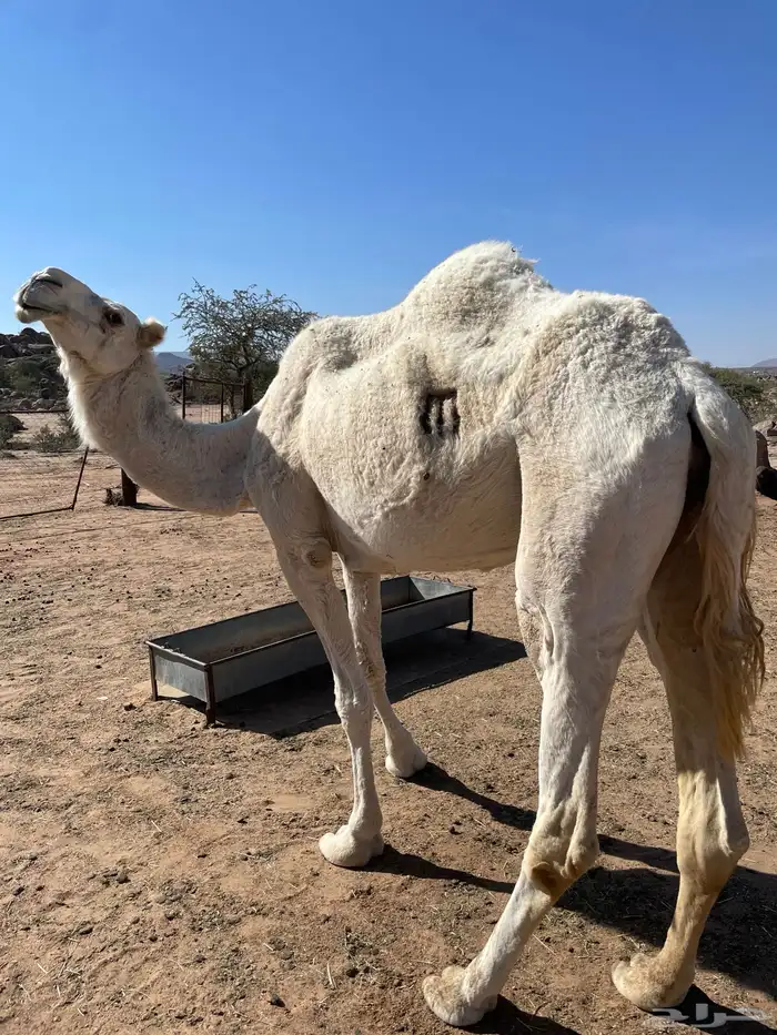 ناقه عفراء للبيع ضروبه مفرده حاشي 4