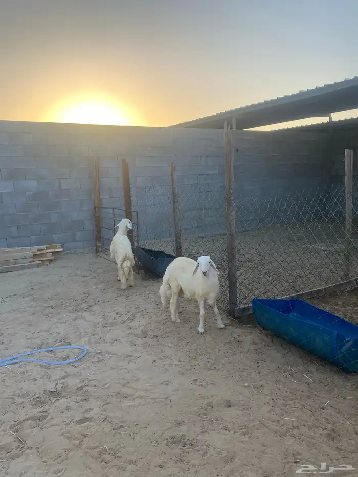 خروفين فلل الفلل اعمارها تقريبا حول سته اشهور تزيد تنقص 3