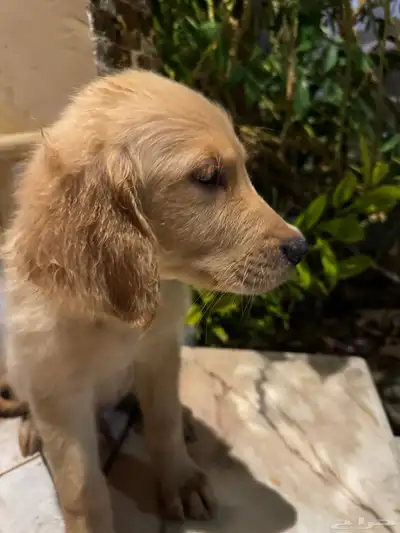 pure golden retriever index