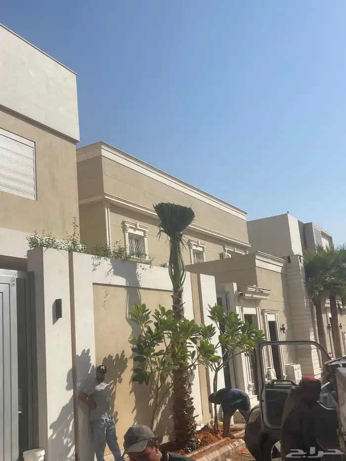 نخيلواشنطونيا للبيع بجميع انواع المقاسات 0