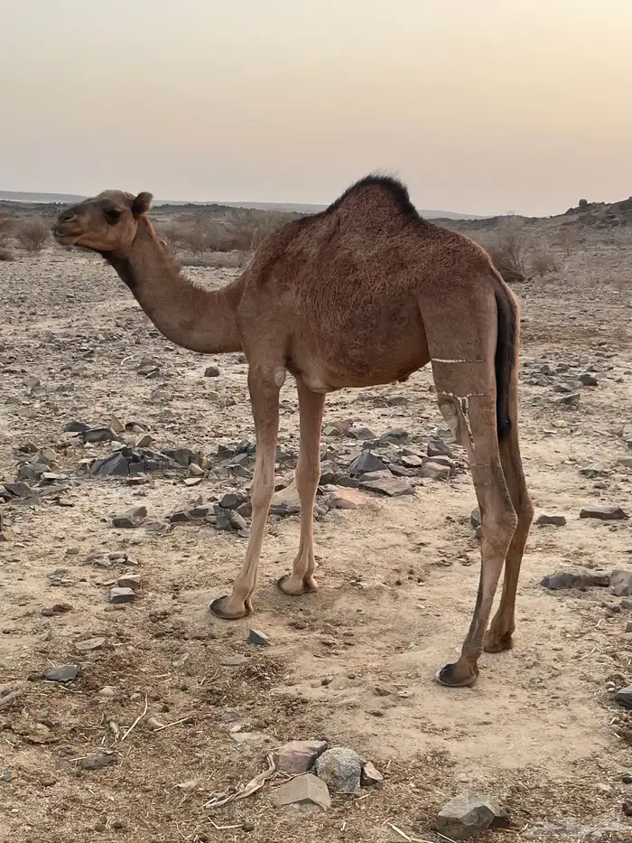 بكره للبيع 0