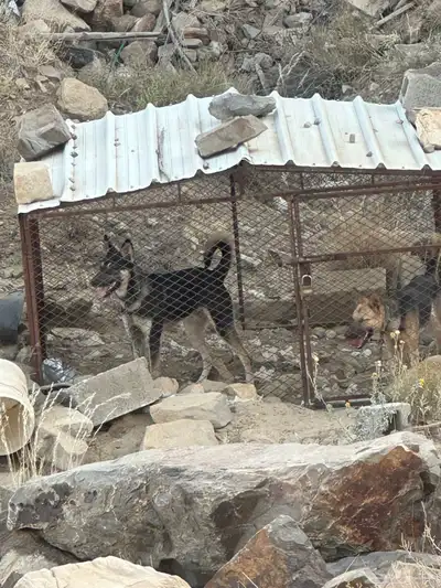 كلب جيرمن index