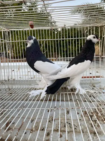 حمام نفاخ index