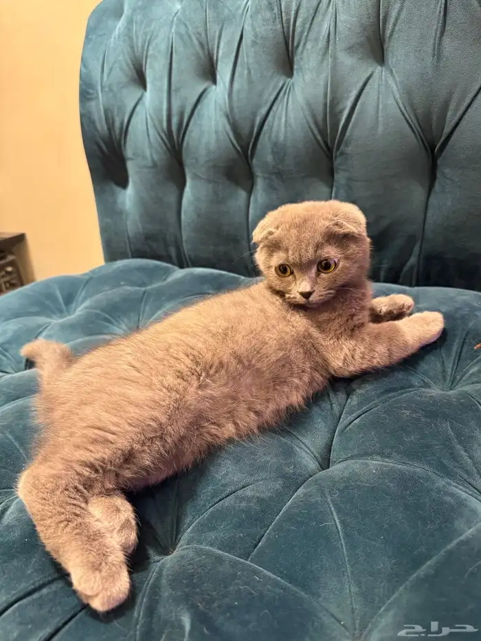 قط ذكر سكوتش فولد 1