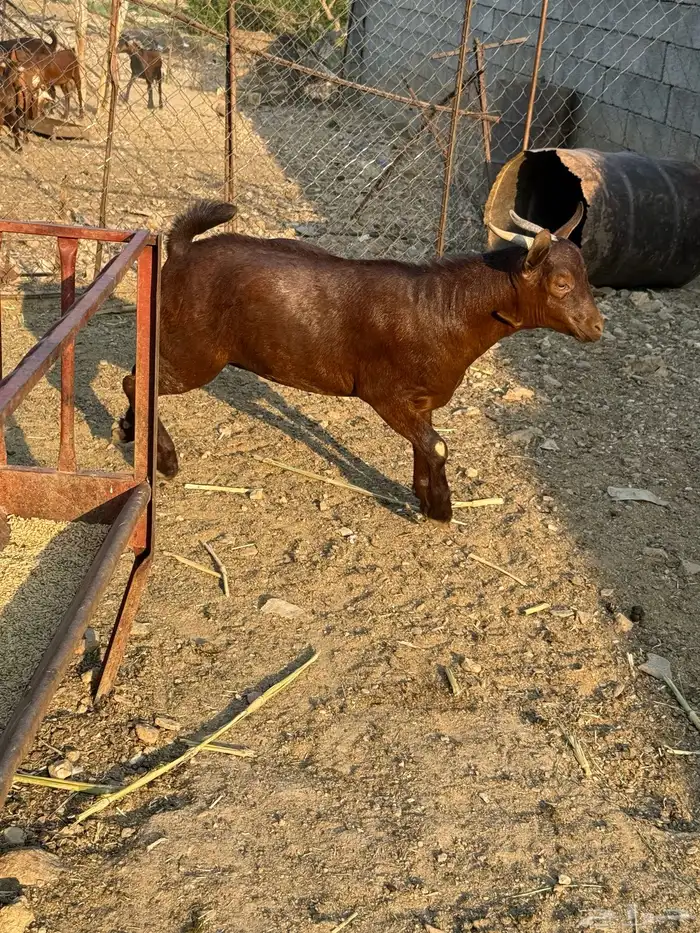 تيوس مناسبات سمان شحم ومضمومه ولله الحمد 0