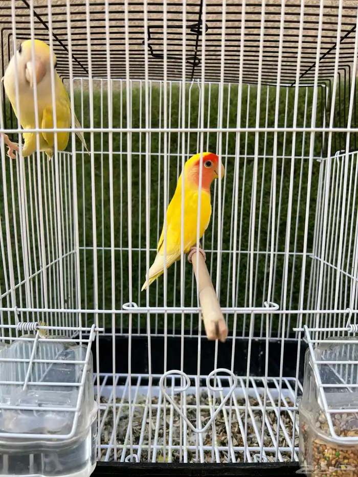 للبيع جوز روز 1