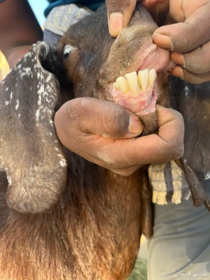 معزاء طيبات رفحاء 7