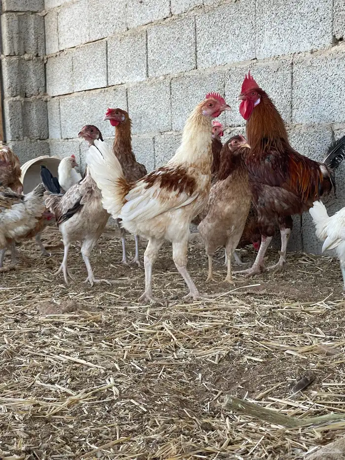 دجاج بلدي وفيومي بياض 0