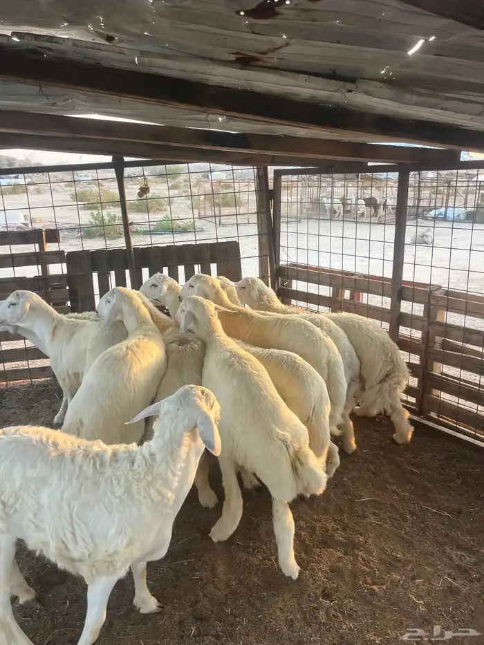 طليان حريه مع الذبح وتوصيل207تقيم إيجابي ولله الحمد 11