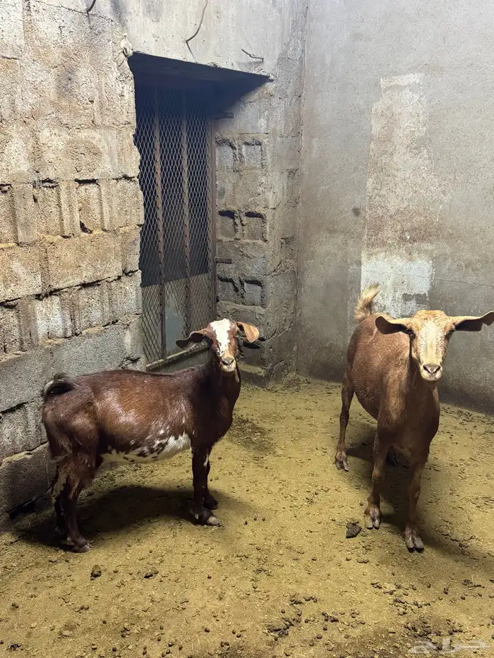 معزا حص دفع كفووو للبيع 0