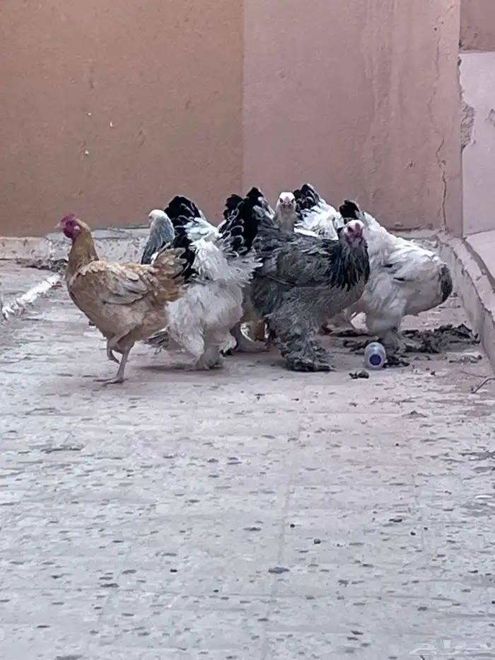 دجاج برهما البيع العدد 6حبات 2