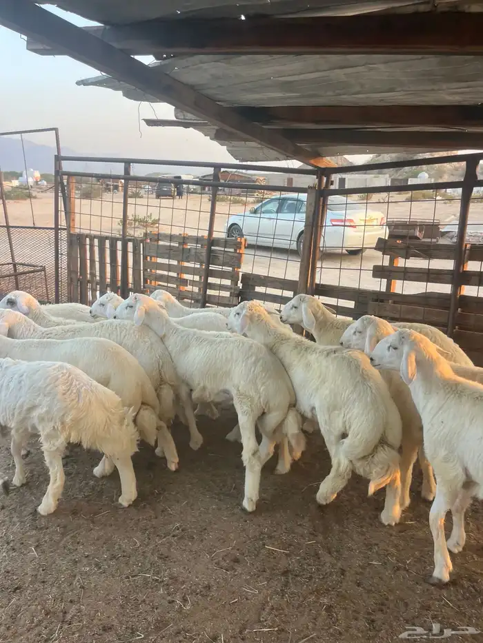 طليان حريه مع الذبح وتوصيل207تقيم إيجابي ولله الحمد 13