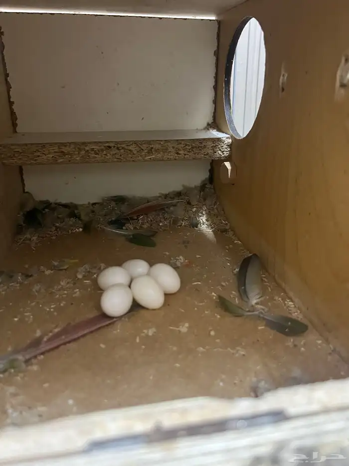 زوج كنيور جولي شيك 2