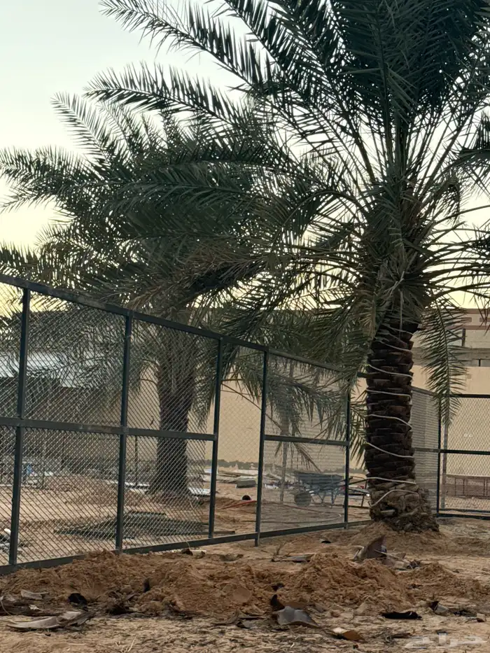نخل للبيع 2