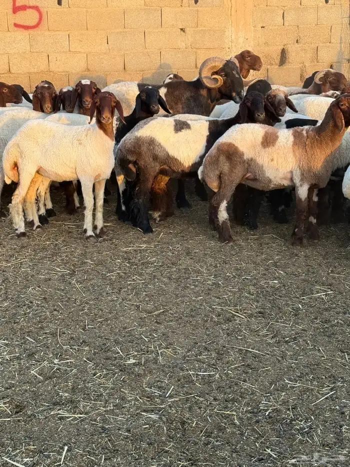 جذعات نعيم 4