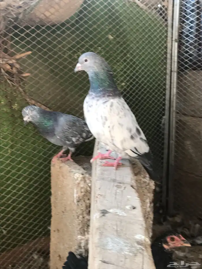 حمام باكستاني 0