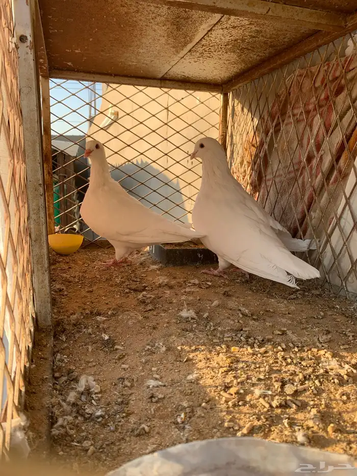 حمام فرنسي 1