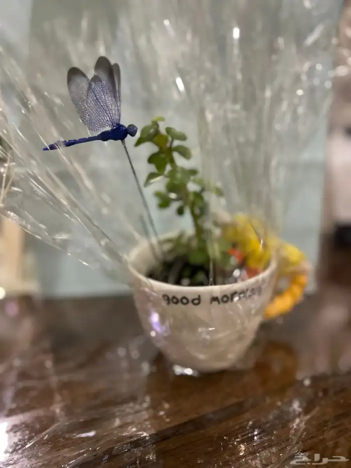 نباتات مشروع جامعي 6