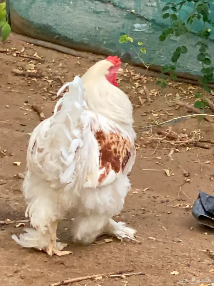 ديك براهما للبيع 10