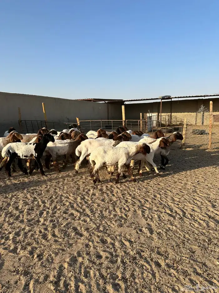 جذعات انعيم طيبه اللبييع 13