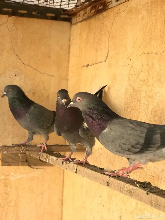 حمام قطيفي   قلابي 22