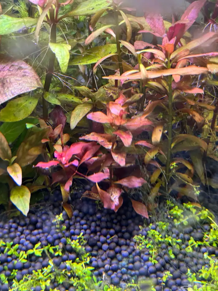 احواض سمك aquarium مزروعة  ونباتات مائية   تصاميم إحترافية 47